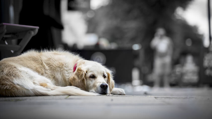 Localização de Animais Desaparecidos